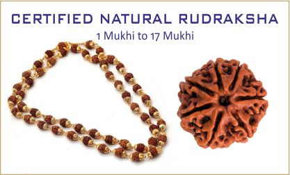 Natural Rudraksha